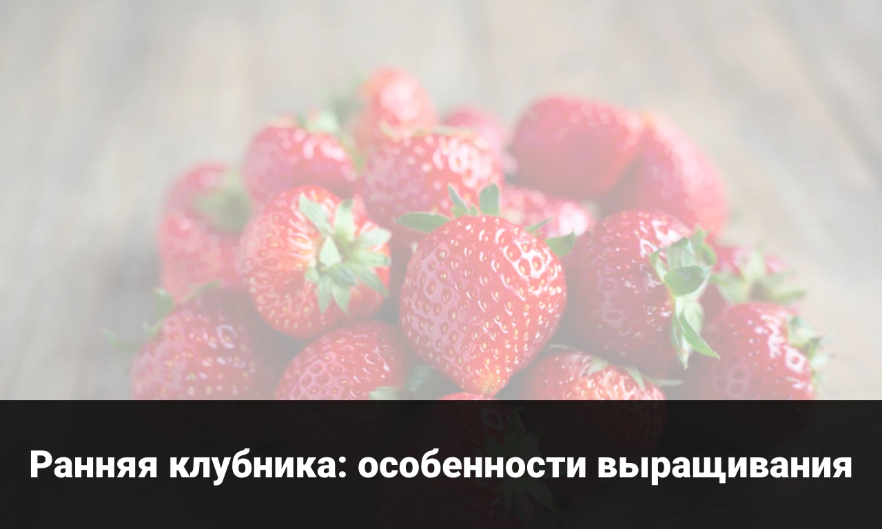 Выращивание ранней клубники: особенности и преимущества