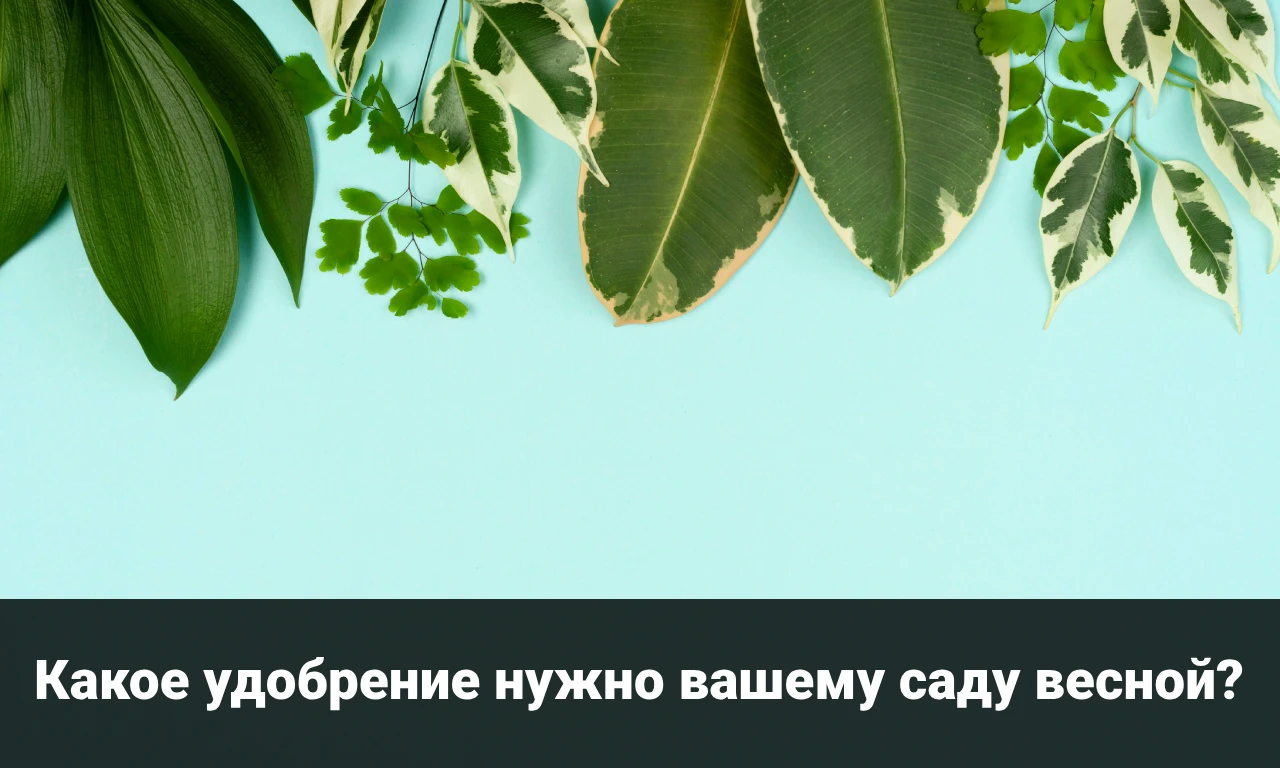 Какое удобрение нужно вашему саду весной?