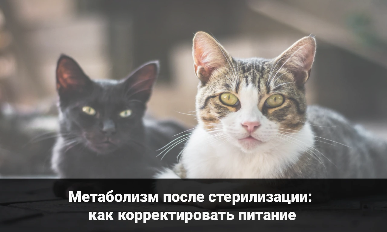 Метаболизм после стерилизации: как корректировать питание